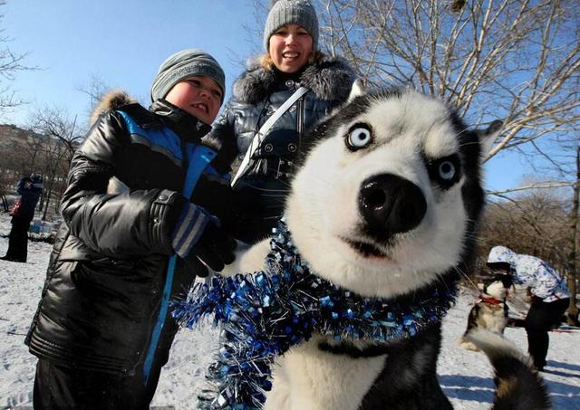 西伯利亚雪橇与其它猎犬不一样,它不需要很大的运动量,雪橇犬是一种