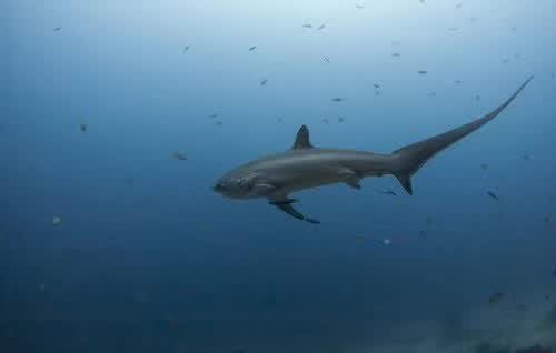 浅海长尾鲨