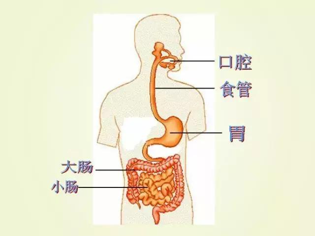 饭后运动会引发阑尾炎吗?