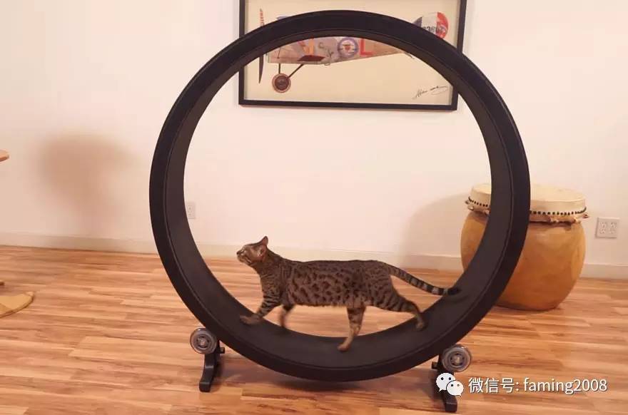 猫咪跑步机