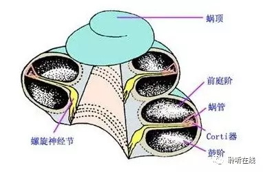 声波引起耳的响应结构产生震动的传导顺序