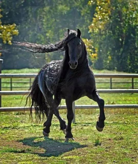 这是一匹被誉为世界上最英俊的马!帅的没谁了
