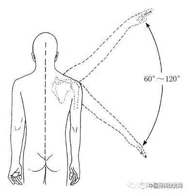 检查者立于患者背后,一手固定肩胛骨,另一手保持肩关节内旋位,使