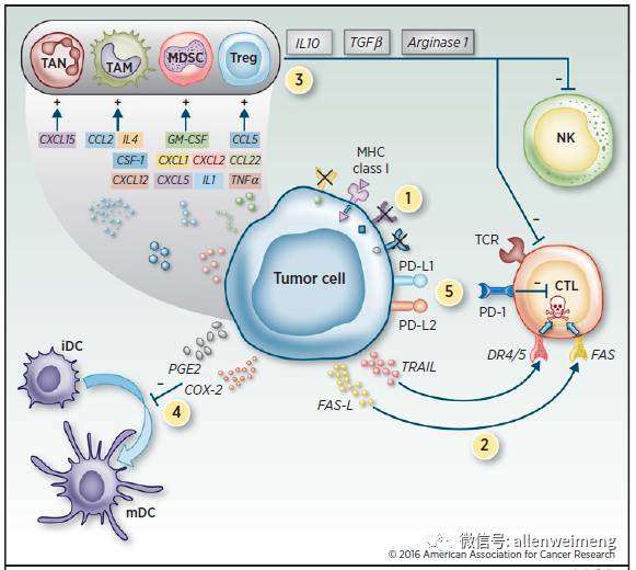 型cd8t细胞的表达外,anti-ctla-4类药物还能作用于icos(诱导共刺激)