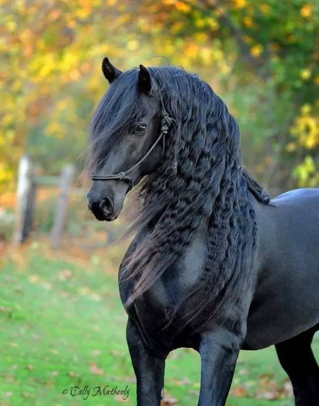 这是一匹被誉为世界上最英俊的马!帅的没谁了!