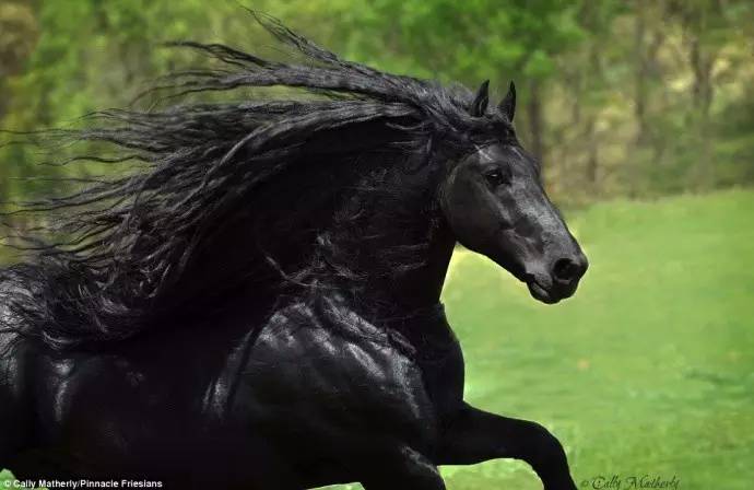 宠物 正文  frederik是一匹弗里斯兰马,原本这个品种就被誉为"马中黑