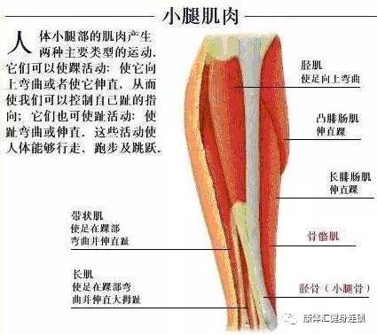 小腿肌肉怎么减掉