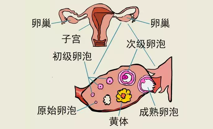 黄体囊肿破裂是什么感觉