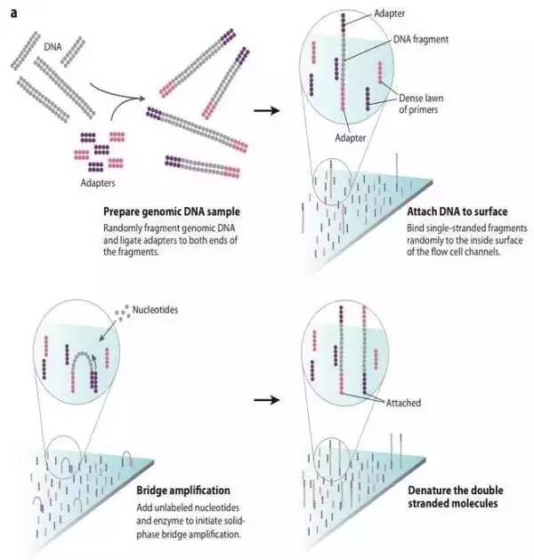 测序的原理_基因芯片的测序原理图