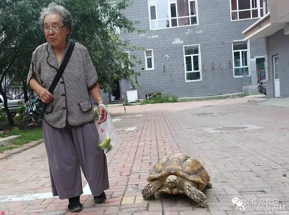 这位可爱的老太太与乌龟相伴十年啦