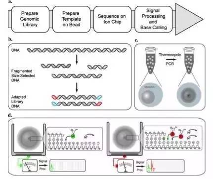 测序的原理_基因芯片的测序原理图