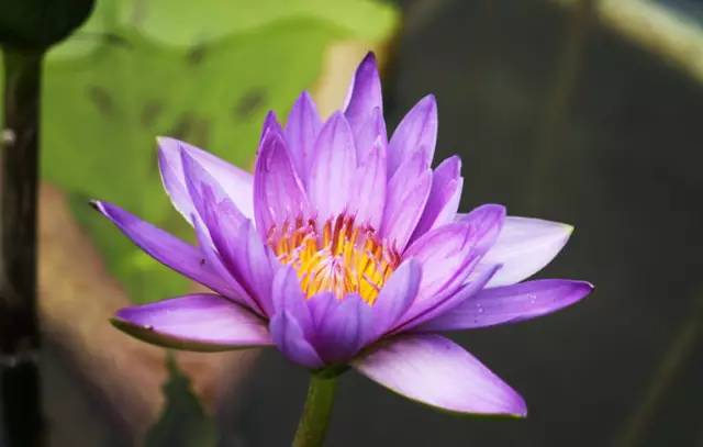 香水莲花 原产地:台湾 花朵颜色:花朵硕大,花色鲜艳美丽,有多种色系