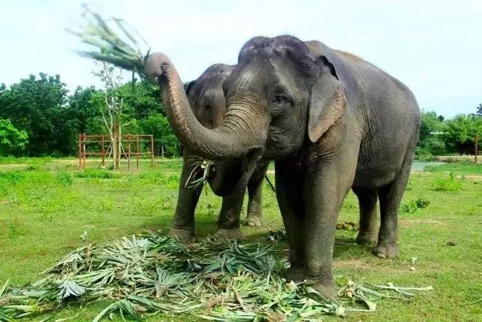 大象吃得多开心.