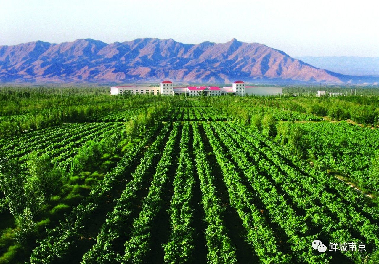 贺兰山东麓酿酒葡萄基地