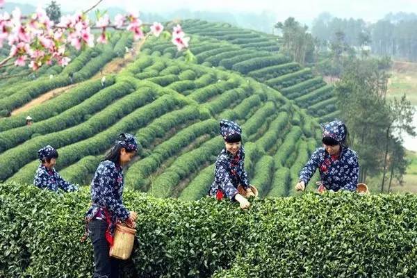 这是宁都县小布镇的茶山上,采茶姑娘们的身影真迷人.