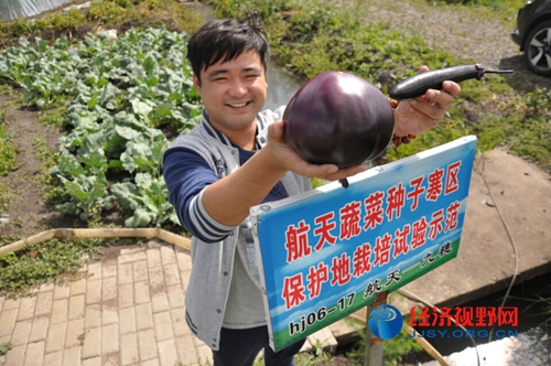 农场兄弟果业超市老板李加文兴奋的举着"大个儿"太空茄子向笔者介绍道