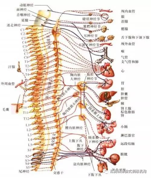 认识脊椎侧弯——青少年生长发育的杀手