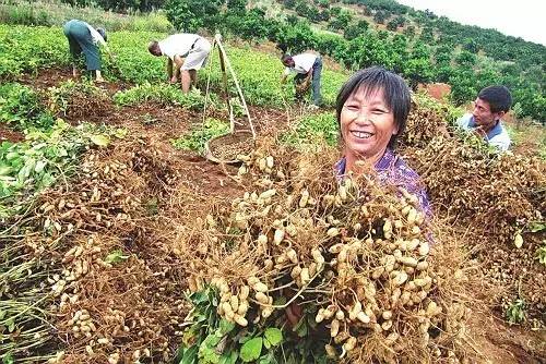 花生中后期如何进行高产管理_花生中后期如何防止虫害