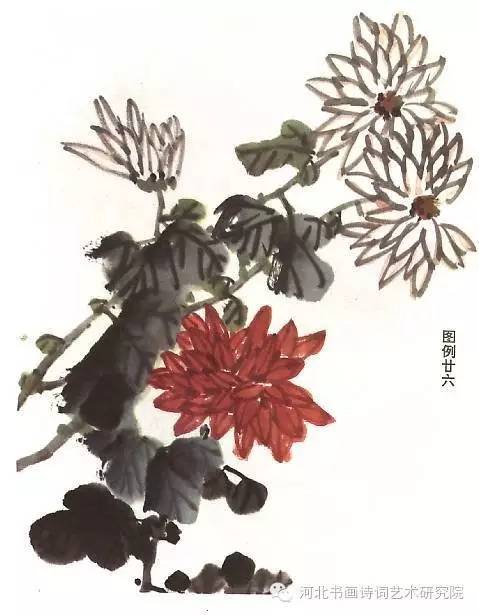 菊花画法大全