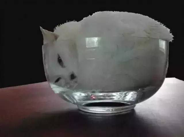 一碗猫