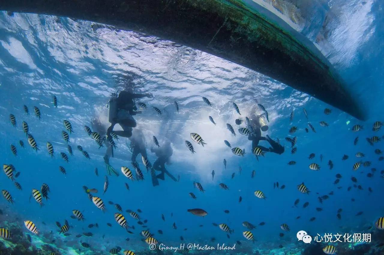 潜入大海,探索海洋星球!心悦假期邀请你加入初级潜水课程训练班!