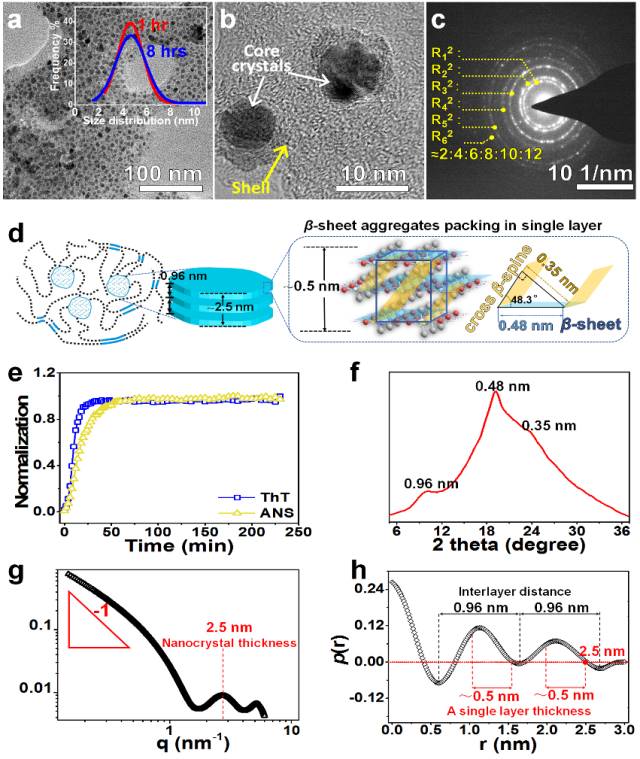 陕师大杨鹏教授首次发现大分子介晶