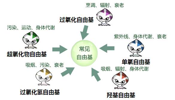 自由基之所以对人体有害,是因为它具有活泼的化学性质,会和体内细胞中