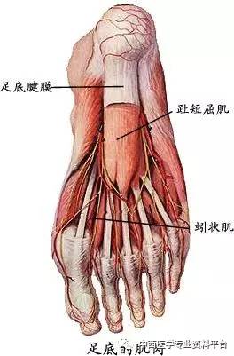 四肢肌系统解剖图文