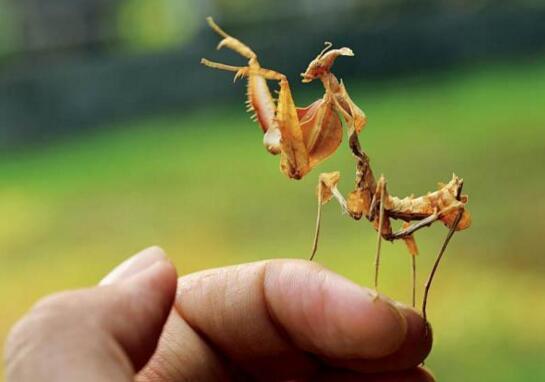 世界上最稀有的螳螂,雌雄魔花螳螂谋亲夫