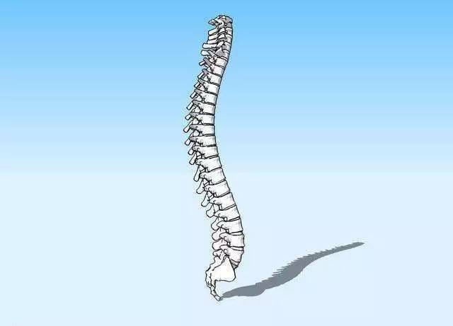 人的脊柱有一个生理弧度,略呈s形:腰椎弯向前,胸椎弯向后.