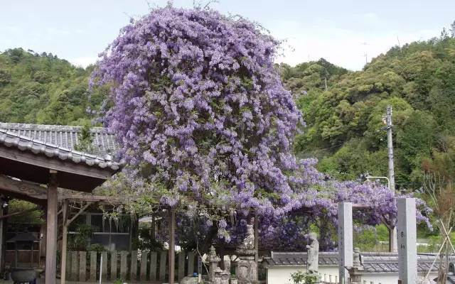 神山町人口_火神山医院图片