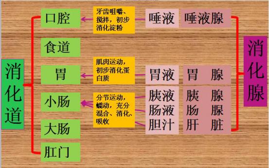 2,消化系统消化力 3,机体吸收,转运,转化能力 猪消化系统及饲料消化