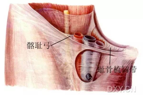 在解剖上是有争议的,但是我们在临床上可以理解是腔隙韧带(陷窝韧带)