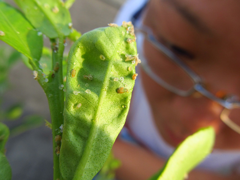 蚜虫 木虱 蓟马 柑橘常见病虫害可用啶虫脒防治