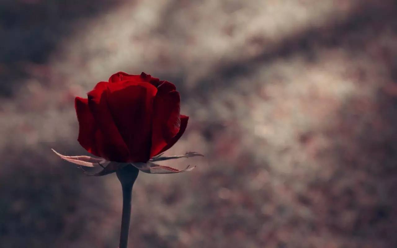 壁纸 红玫瑰花瓣礼服与女孩 2560x1600 HD 高清壁纸, 图片, 照片