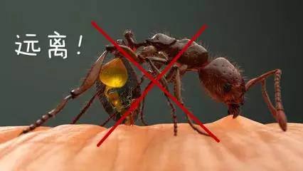 这种"蚂蚁"咬人后轻则化脓重则致死!