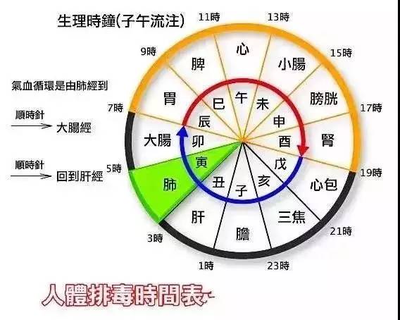 听说有了"人体排毒时间表",年轻人再也不怕熬夜了?