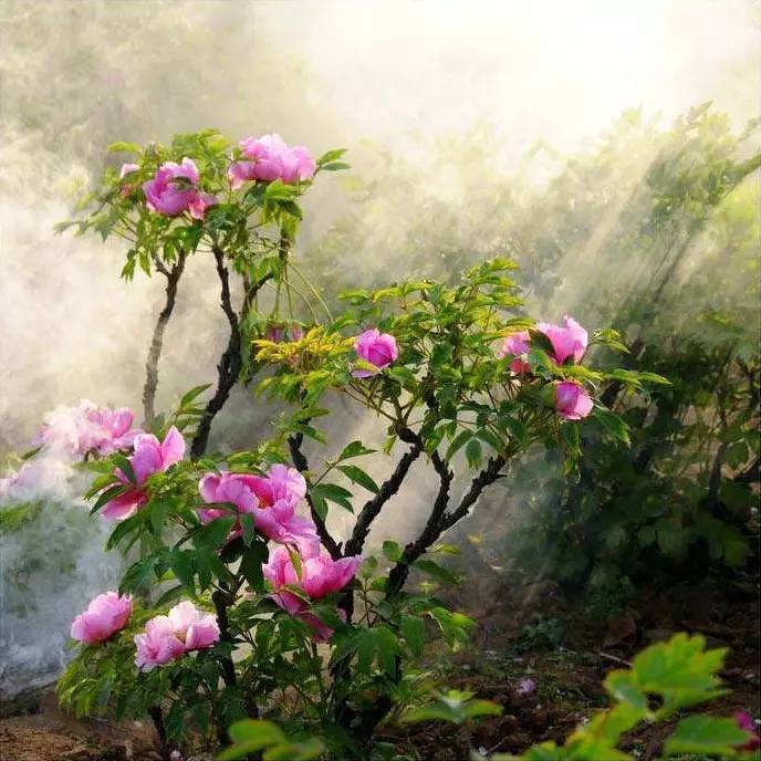 虞美人老总_虞美人花图片(3)