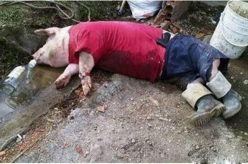 某地惊现一猪脸人身的"人"躺在路边