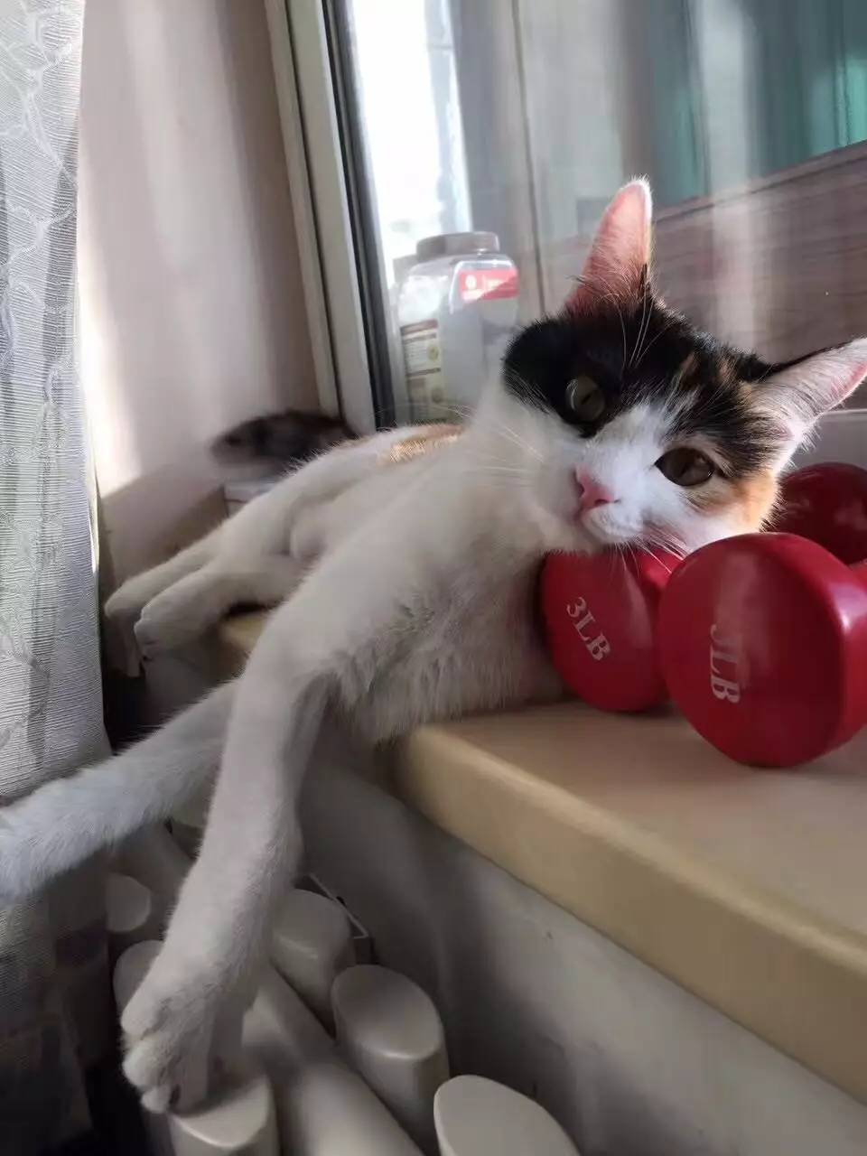 每天健康一点点猫友记专访健身房老板娘和她的猫