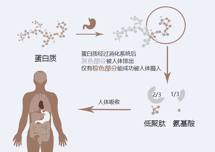 的形式,才能被小肠绒毛细胞吸收,进而被人体作为营养因子有效利用