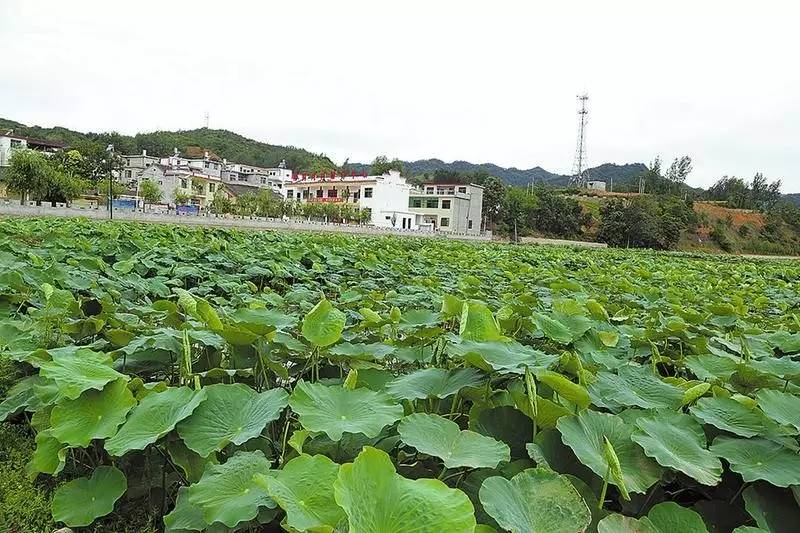 【故事】走进柳树湾,这里有一井"神水"你听说过吗?(江