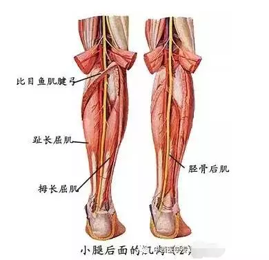 四肢肌—系统解剖(图文)