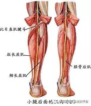 四肢肌系统解剖图文