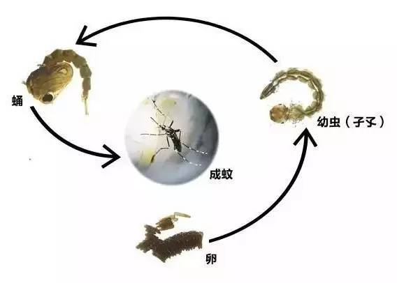 蚊子大军来袭教你防蚊灭蚊