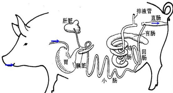 王老师通过3张图介绍了猪消化系统及饲料消化过程,具体如下图:猪消化