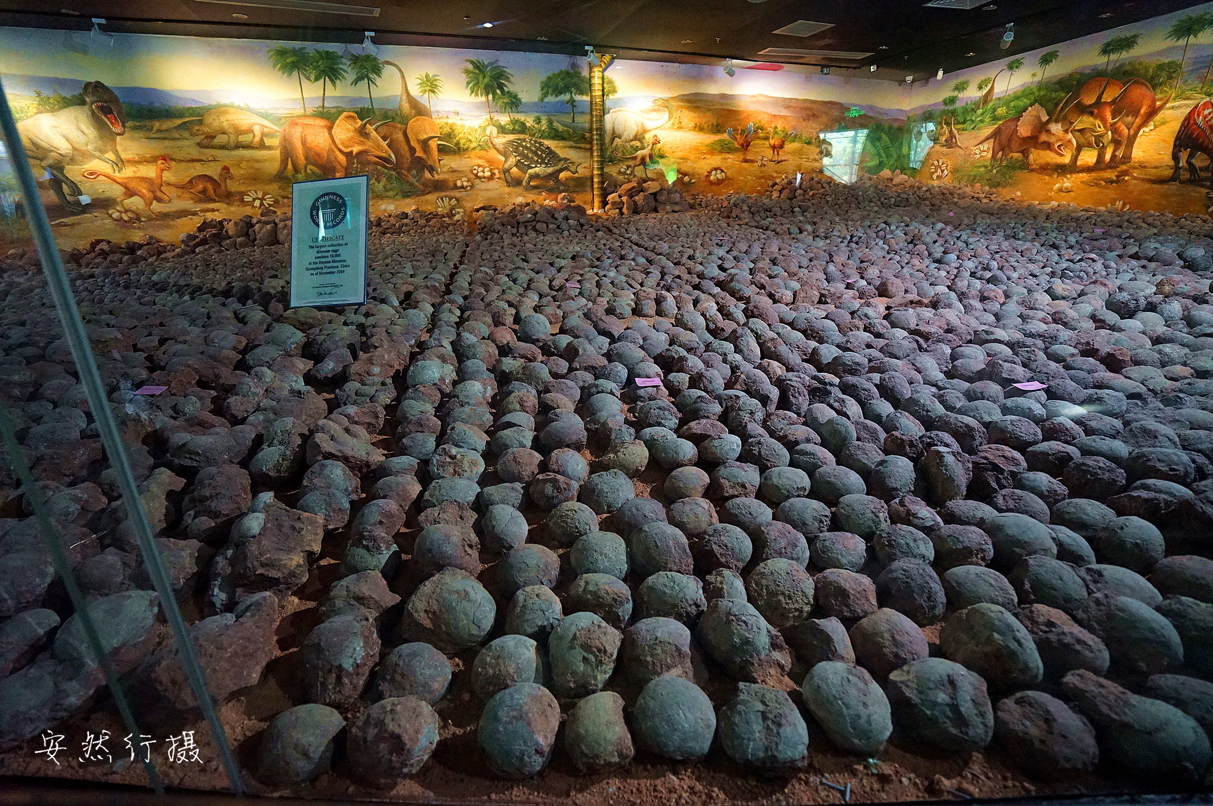 新华视点｜亚洲最大的完整恐龙化石亮相成都自然博物馆