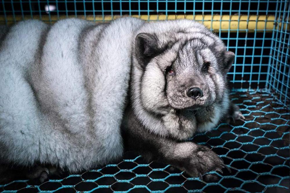 猜成语虎头狐狸头羊头狗头_龙头虎头狗头图片