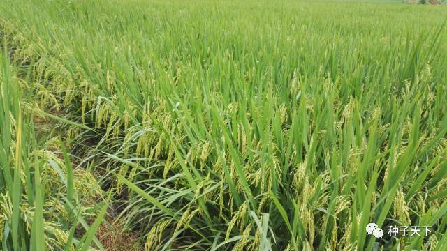 南方种植水稻用啥肥料好 一次施用免追 这个控释产品太牛了 