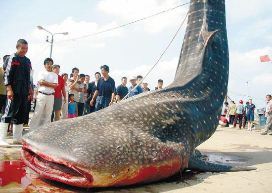 中国渔船科隆群岛捕鲨6千头 中国政府:不袒护